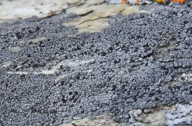 Lichene della Val Varaita